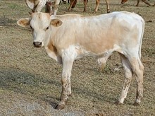 Cadillac's 2022 bull calf