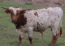 Cowboy Chex x RJF Calibers Blossom bull calf