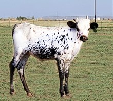 Heifer Calf 