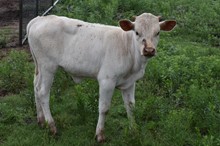 2023 Pearl Heifer Calf