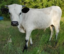 Rio Lezawe steer calf