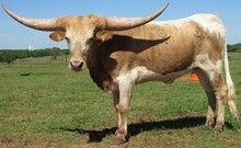 Kapiolani Cowgirl CPL