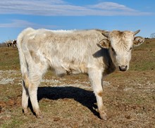 Pumkin 2022 bull calf