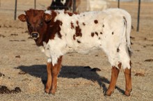 Star Command heifer calf