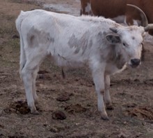 Sakura 2022 bull calf